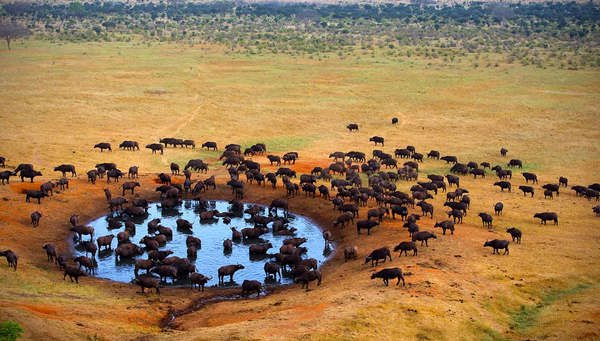 Masai Mara